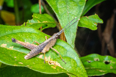 Phlaeoba antennata