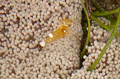 Ancylocaris brevicarpalis