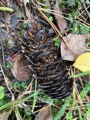 Pucciniastrum areolatum