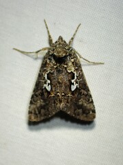Syngrapha alias