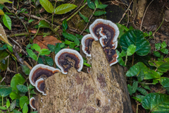 Nigroporus vinosus