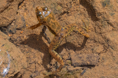 Euphlyctis cyanophlyctis