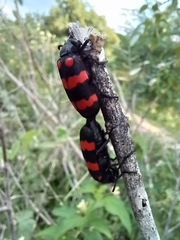 Hycleus biundulatus
