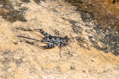 Phalangopsidae