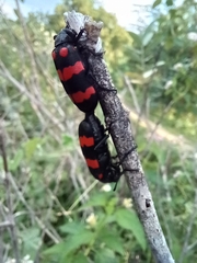 Hycleus biundulatus