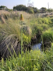 Kniphofia ensifolia