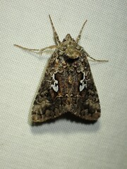 Syngrapha alias