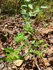 Crotalaria sagittalis
