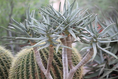 Aloidendron