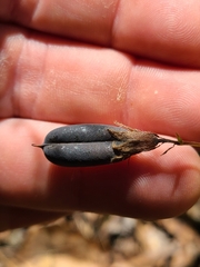 Crotalaria sagittalis