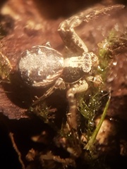 Xysticus audax