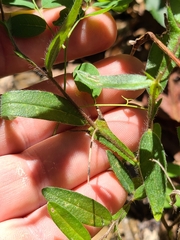 Crotalaria sagittalis