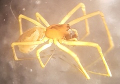 Neriene peltata