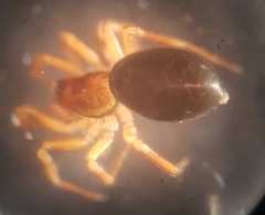 Oedothorax apicatus