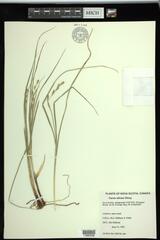 Carex silicea