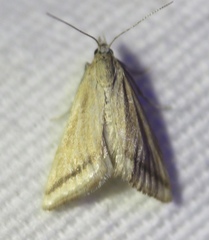 Microtheoris
