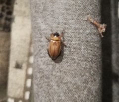 Scarabaeidae