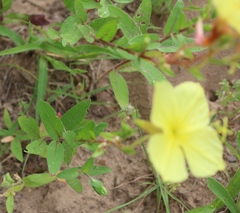 Oenothera rhombipetala