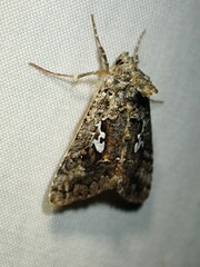 Syngrapha alias