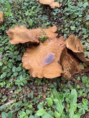 Paxillus cuprinus