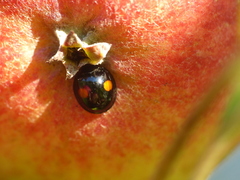 Chilocorus renipustulatus