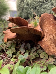 Paxillus cuprinus