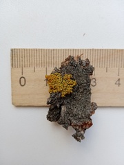 Polycauliona polycarpa