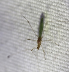 Metacanthus multispinus