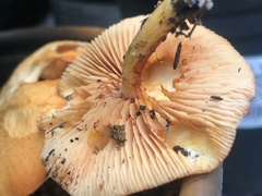 Gymnopilus