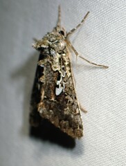 Syngrapha alias