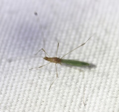 Metacanthus multispinus