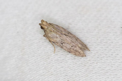 Hypatima