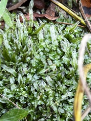 Pallavicinia