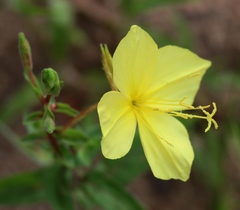 Oenothera rhombipetala