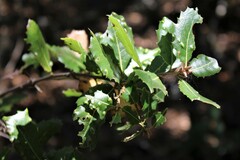 Aceria mackiei