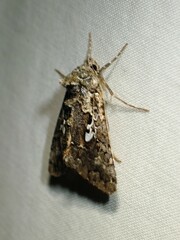 Syngrapha alias