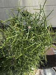 Euphorbia tirucalli