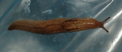 Ambigolimax valentianus