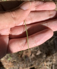 Aristida dichotoma