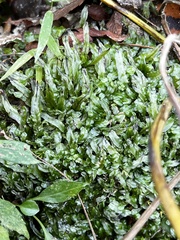 Pallavicinia