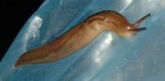 Ambigolimax valentianus