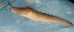 Ambigolimax valentianus