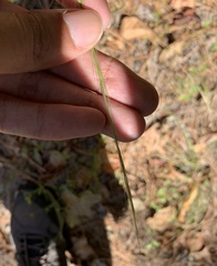 Aristida dichotoma