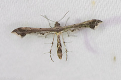 Michaelophorus indentatus