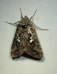 Syngrapha alias