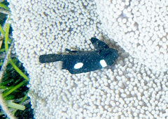 Dascyllus trimaculatus