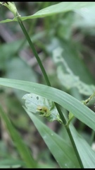 Sphaenorhynchus lacteus