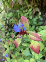 Ceratostigma