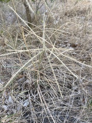 Chloris verticillata