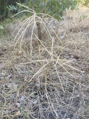 Chloris verticillata